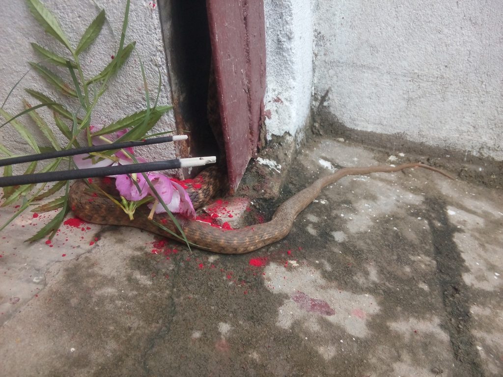 दाङ्ग शितलपुर स्थित पत्रकार देविरा कुसारीको घरमा नाग पुजाको दिन देखिएको सर्प